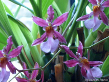 Oncidium ornithorhynchum-Hybride