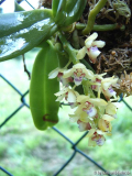 Saccolabium quisumbingii