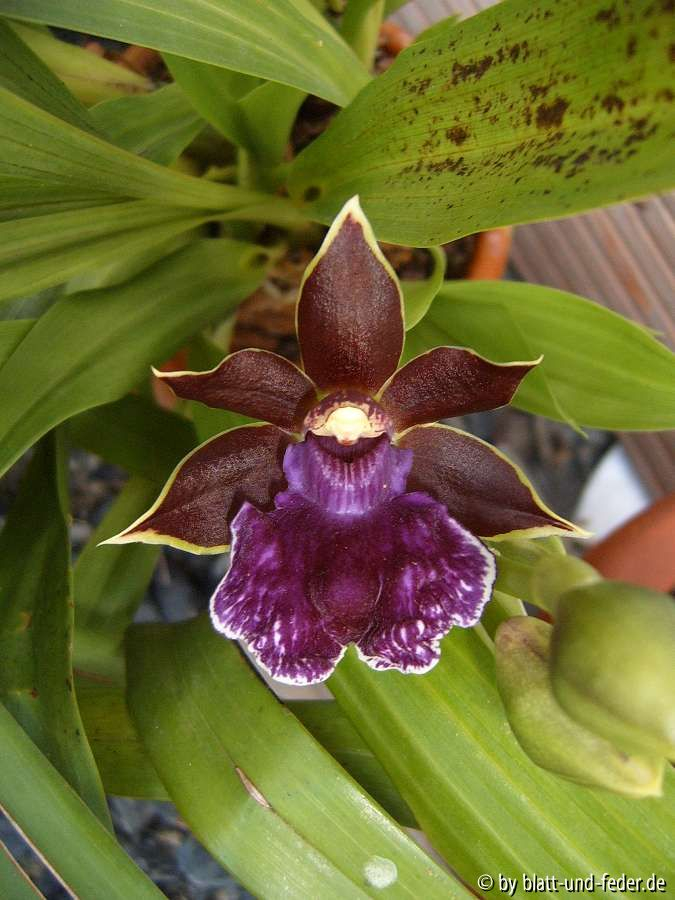 Zygopetalum-Hybride
