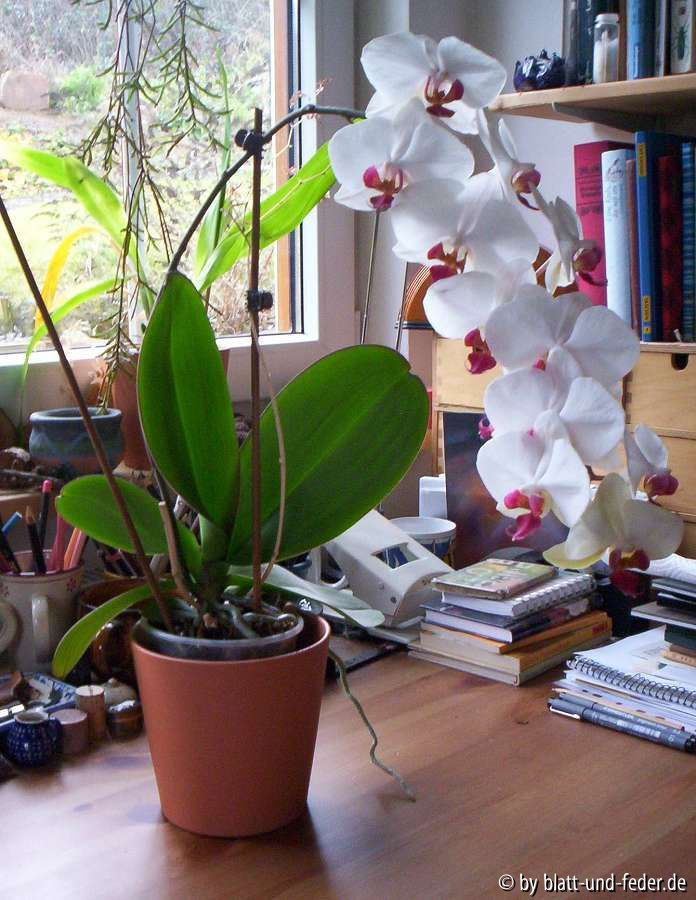 Phalaenopsis-Hybride