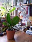 Phalaenopsis-Hybride