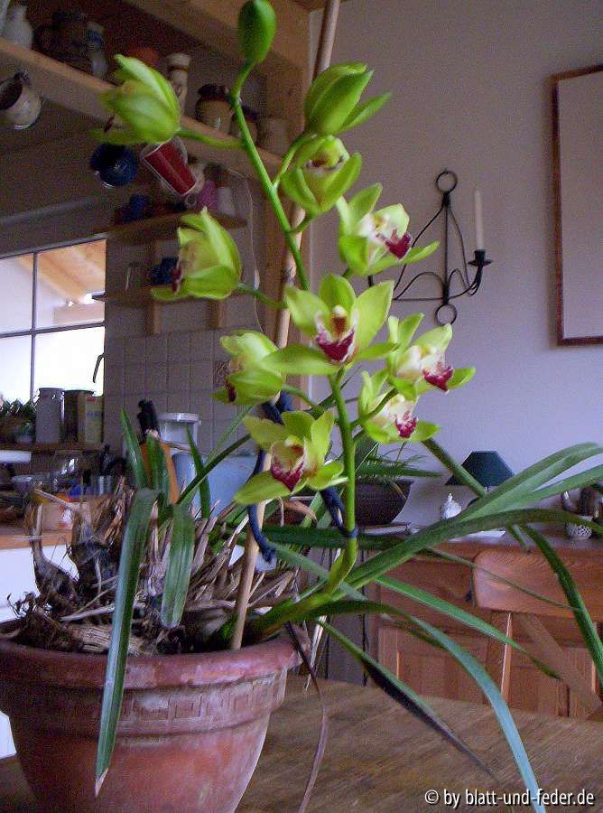 Cymbidium-Hybride