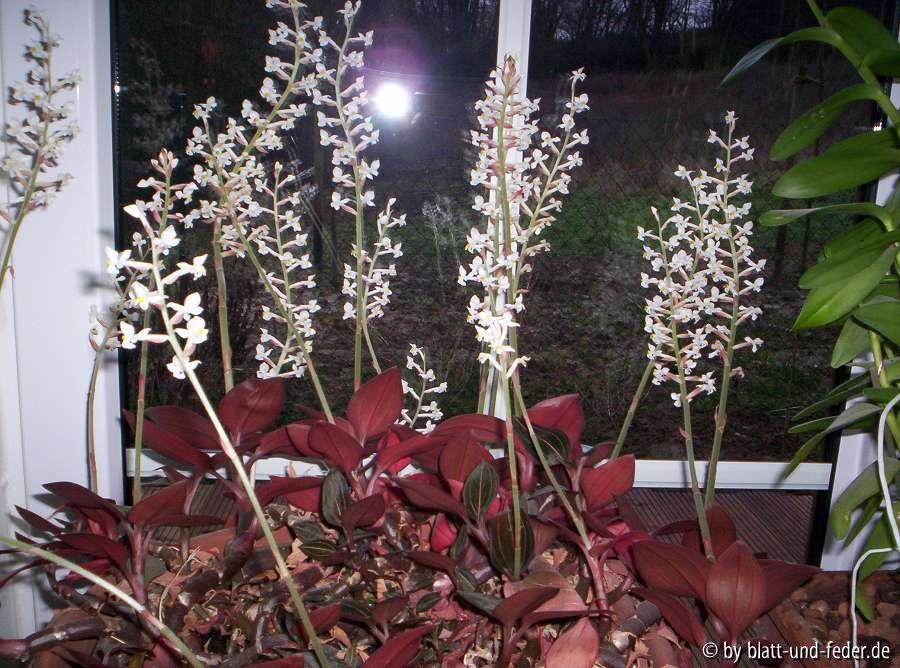 Ludisia discolor