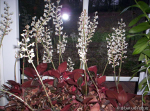 Ludisia discolor