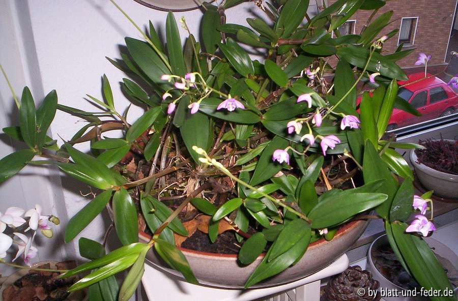 Dendrobium kingianum