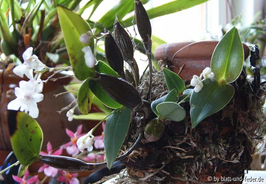 Dendrobium aberans