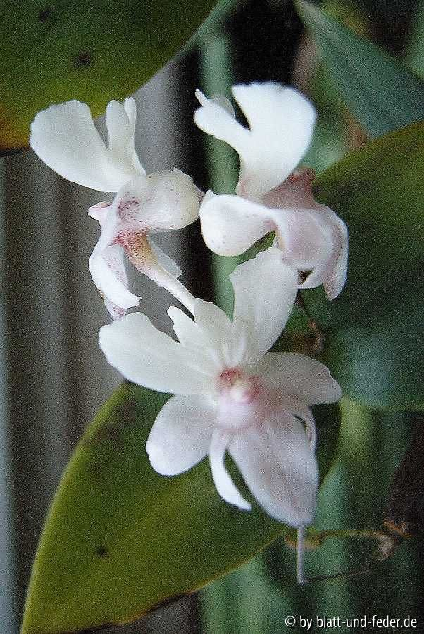 Dendrobium aberans