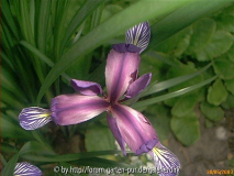iris graminea