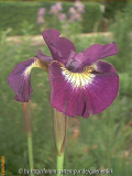 Sultans Ruby