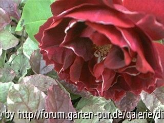 Baron Girod de l´Ain
