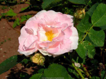 Reuterrose2b.jpg