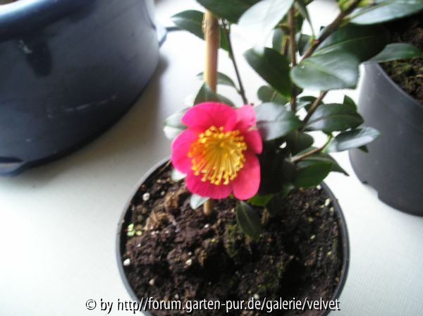 Sasanqua Yuletide
