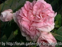 Koenigin von Daenemark