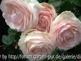 Eden Rose 85