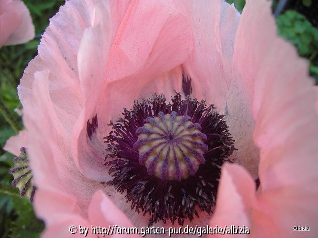 Papaver orientale