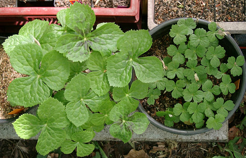 Podophyllum hexandrum - Sämlinge