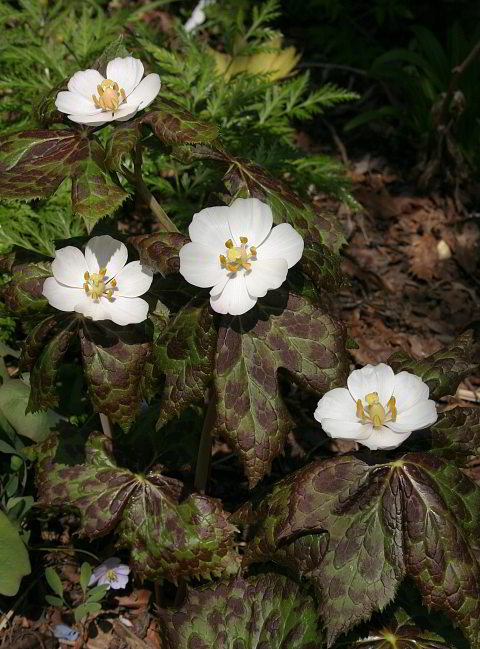 Podophyllum hexandrum