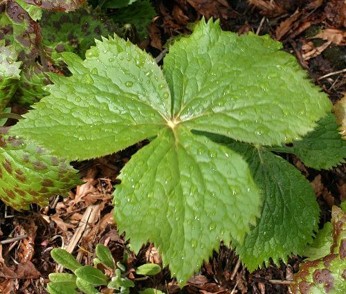 Podophyllum hexandrum