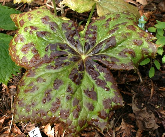 Podophyllum hexandrum