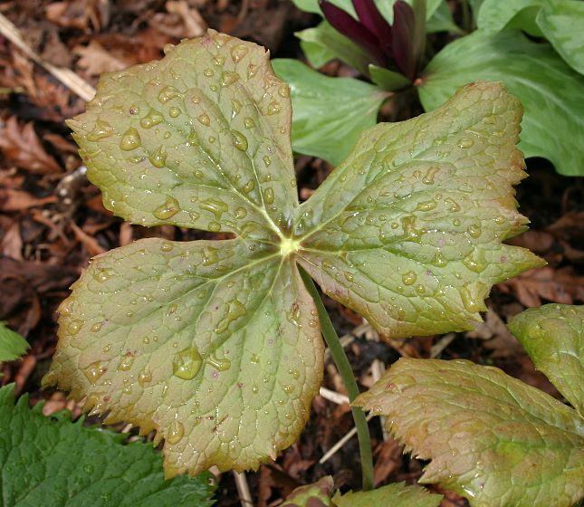 Podophyllum hexandrum