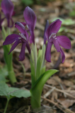 Roscoea humeana