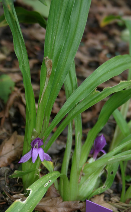 Roscoea tibetica