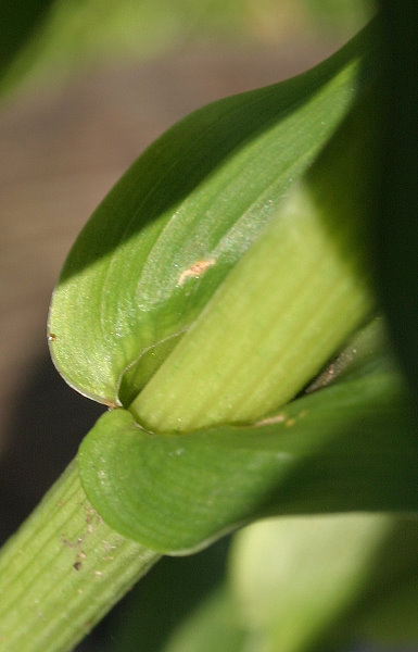 Roscoea purpurea (syn. auriculata)