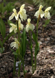 Roscoea cautleoides 'Jeffry Thomas'