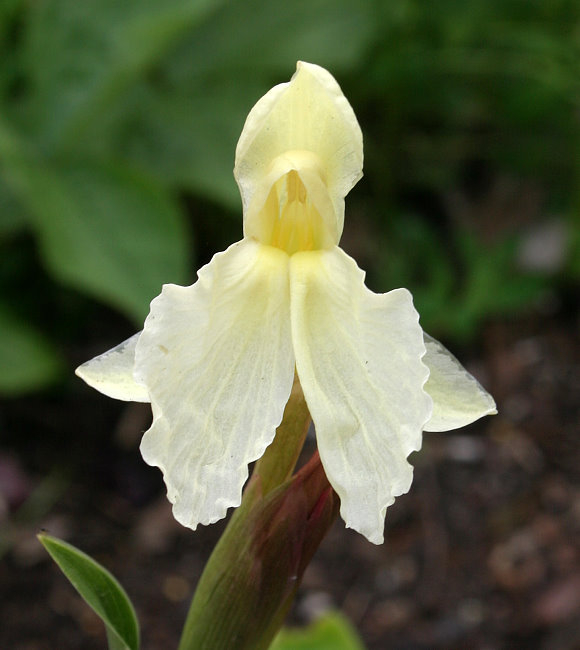 Roscoea cautleoides 'Jeffry Thomas'