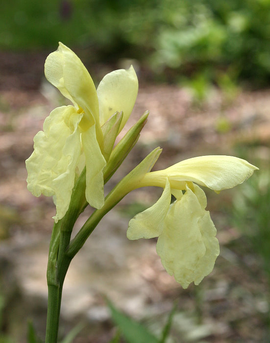 Roscoea cautleyoides