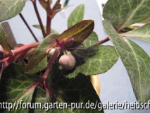 Helleborus ? 8.1.2010