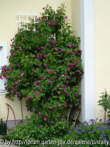 Himmelsauge