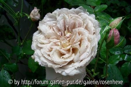 Grey Dawn 09