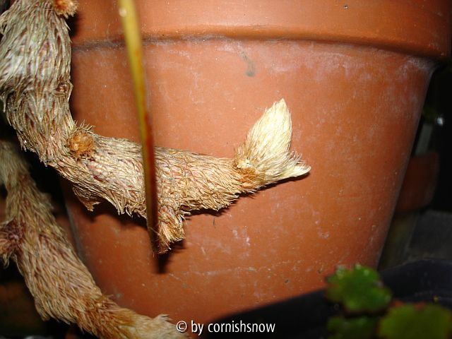 Davallia canariensis IV