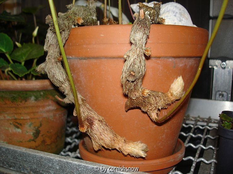 Davallia canariensis V