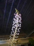 Scilla latifolia I