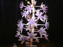 Scilla latifolia II