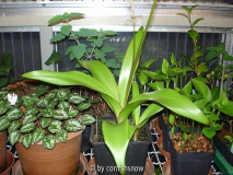 Scilla latifolia III