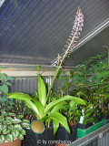 Scilla latifolia IV