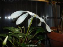 Cyclamen persicum 'Schlappöhrchen'