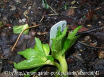 Helleborus odorus