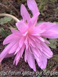 Waterlily