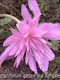 Waterlily