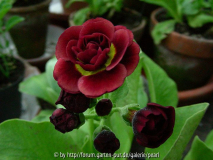 Crimson Glow