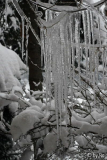 Eiswein