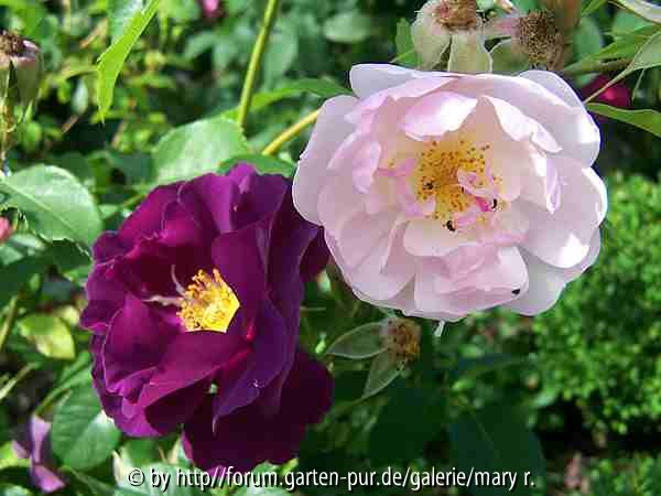 Rhapsody in Blue