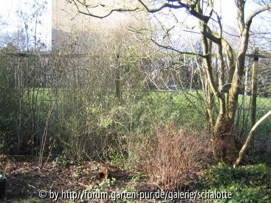 Winter-hecke
