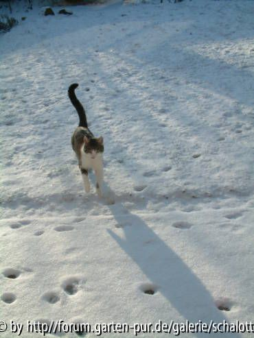 Schneekarl