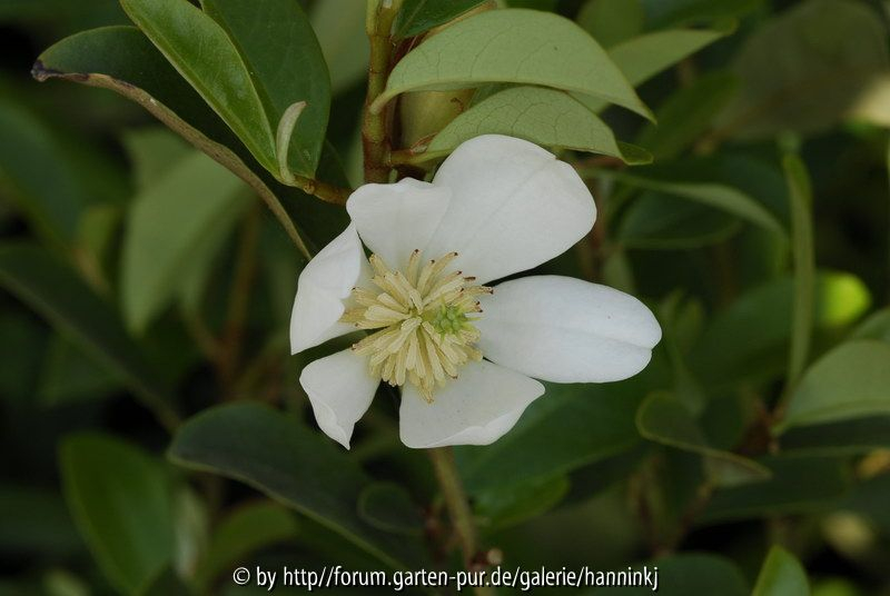 Magnolia(Michelia) yunnanensis