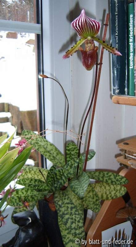 Paphiopedilum ?-Hybride